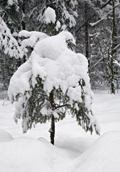 A small fir tree covered with snow 