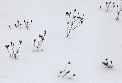 Dry grass covered with snow