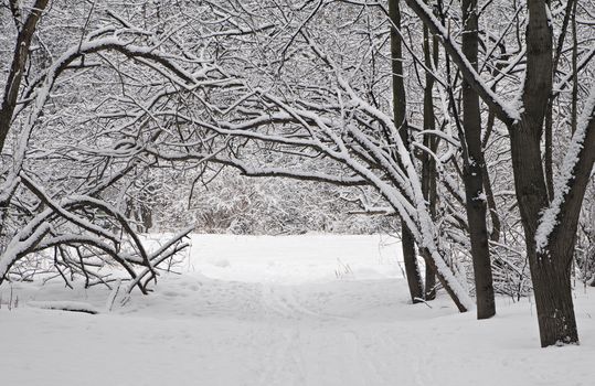 A path between trees covered with snow