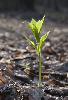 The close-up of a sprout in the spring
