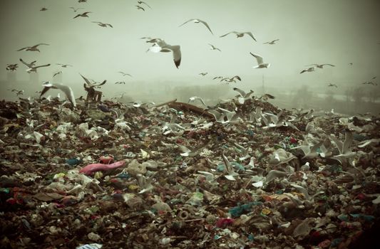 Apocalyptic scene of birds flying over the dump , retro style artistic toned photo