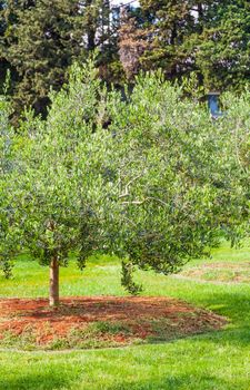 Mediterranean plantation of olive trees