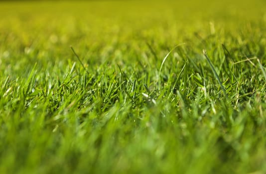 Beautiful green grass texture on golf court