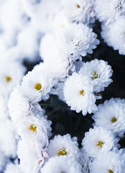 Close up of flower, shallow DOF artistic toned photo with space for text