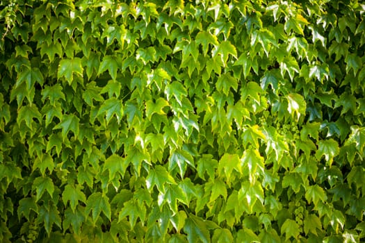 Green wall background of ivy, [Parthenocissus tricuspidata], nice nature background or texture for your projects