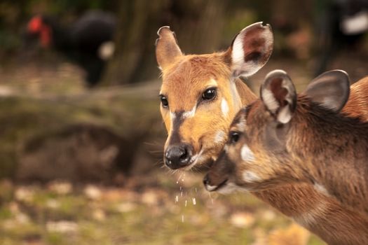 Mother's love, deer and cute fawn