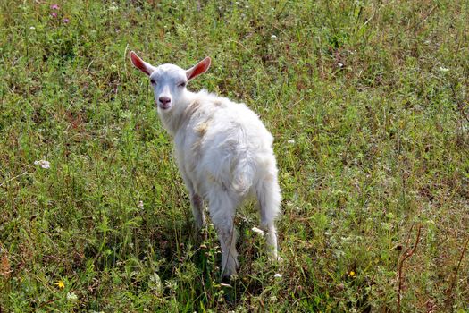 little white kid on the green pasture