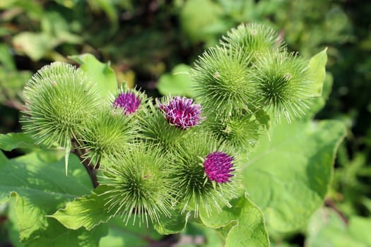 pink flowers of prickles of a burdock