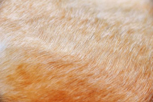 silky texture and light golden dog