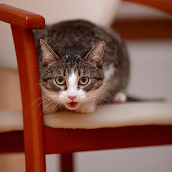 Striped with white the cat sits on a chair. Striped not purebred kitten. Small predator. Small cat.