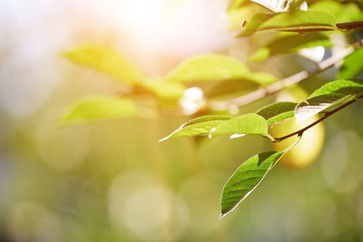 Green leaf under the sunlight. Horizontal photo