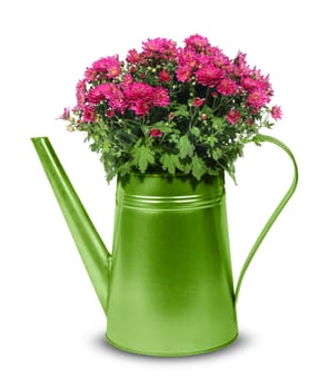Green retro watering can with red chrysanthemum