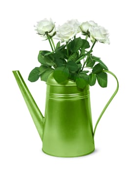 Green retro watering can with bunch of white roses