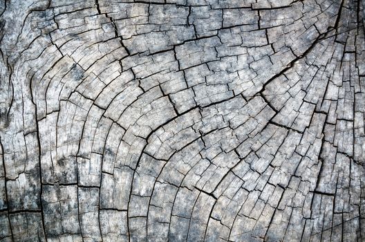 Old wood texture with black and white of the outdoor stump