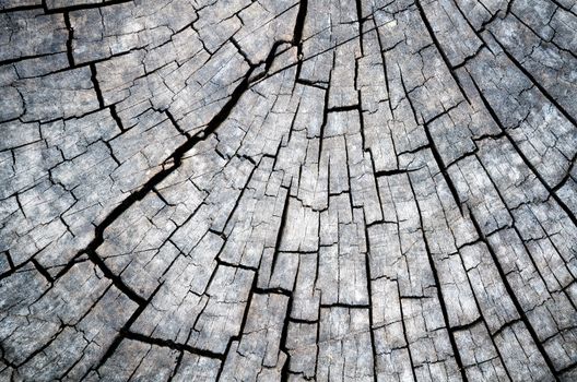 Old wood texture with black and white of the outdoor stump