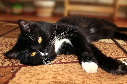 nice black cat lolling about on the carpet