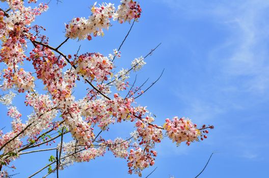 Cassia bakeriana Craib, Beneath pink flowering tree similar sakura in Thailand
