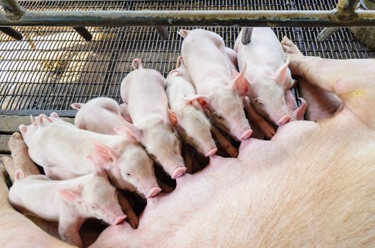 Many newborn piglets eating milk from its mother simultaneously.
