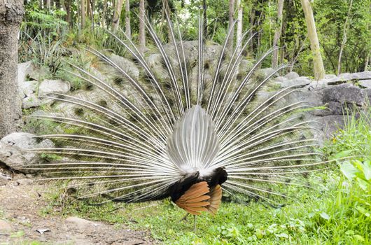 Back of male peacock display attract mate at grass in forest