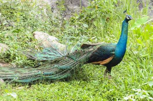 Beautiful colors of male peacock at grass in forest