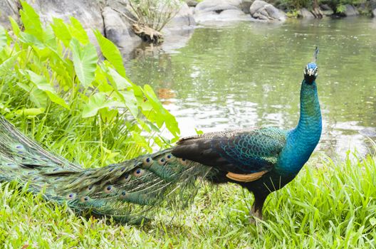 Beautiful colors of male peacock at grass in forest