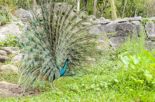 Male peacock display attract mate at grass in forest