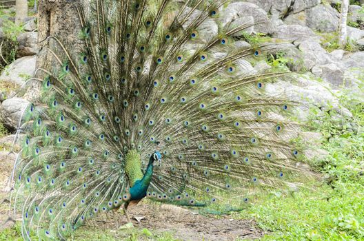 Male peacock display attract mate at grass in forest