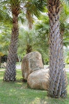 Palms tree and stones ornamental in the garden.
