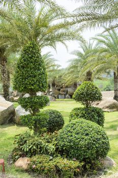Dwarf shrubs and palm tree in the garden