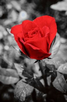 Red rose on black and white background retro concept
