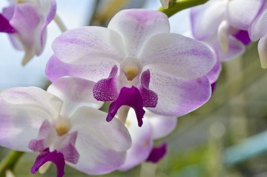 Dendrobium orchid hybrids is white and pink stripes in Thailand