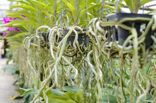 Orchid roots on plastic pot in plantation of Thailand, Low depth of field
