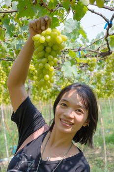 Women show fresh green grapes on the tree in vineyard of Thailand.