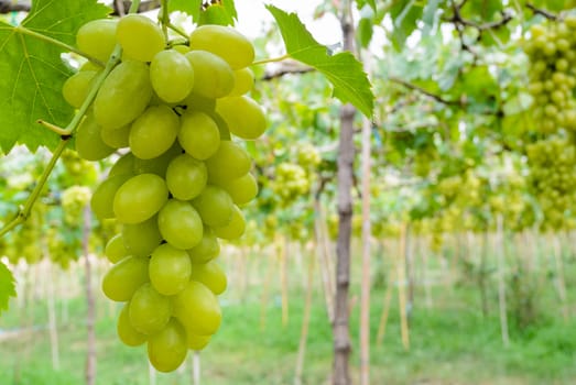 Fresh green grapes on the tree in a farm of Thailand