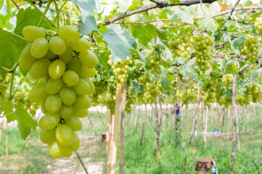 Planting green grapes in the tropics, Thailand