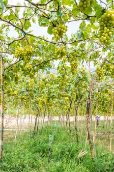 Planting green grapes in the tropics, Thailand