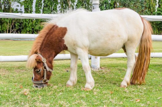 Dwarf horses eating grass in the farm of Thailand
