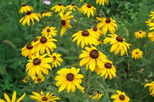 wild flowers in the park