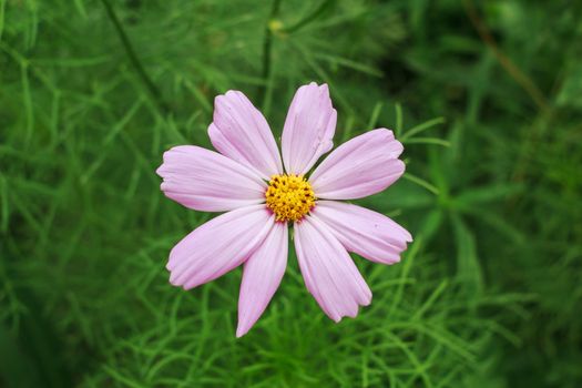 wild flowers in the park