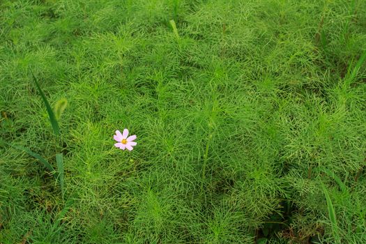 wild flowers in the park