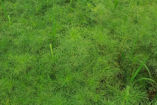 wild grass in the park