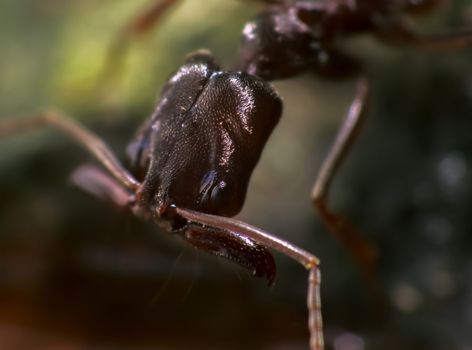 Macro shot of a trap-jaw ant (Odontomachus bauri) in its natural habitat. Trap jaw ant forms nests in soft and humid grounds in areas protected from direct sunlight. Trap-jaw ant is the fastest speed of predatory strike in the animal kingdom with duration of a strike was 2,300 times faster than the blink of an eye.
