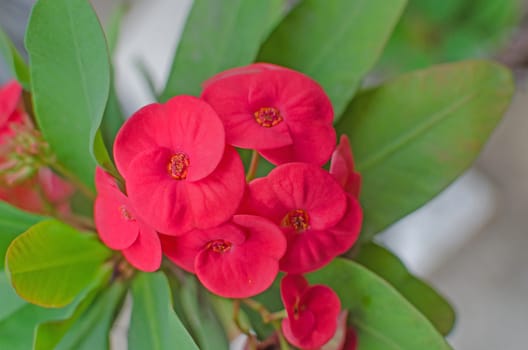 Crown of thorns flowers Euphorbia milli Desmoul .