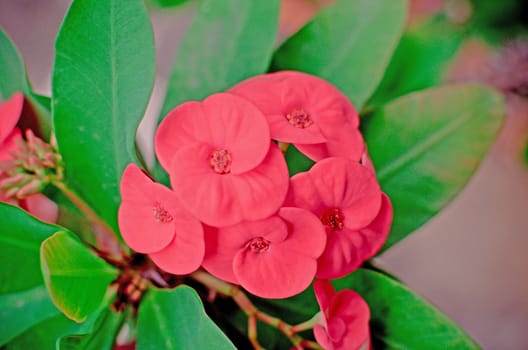 Crown of thorns flowers Euphorbia milli Desmoul .