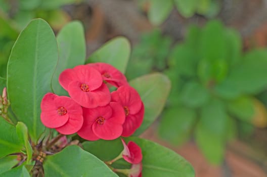 Crown of thorns flowers Euphorbia milli Desmoul .