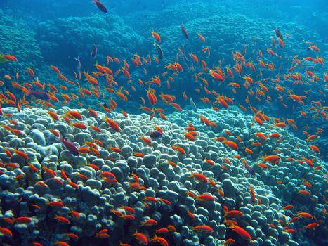 coral reef with great hard coral  shoal of anthias