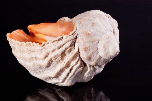 single great seashell isolated on black background