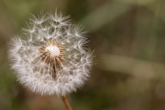 dandelion in nature with blurry background