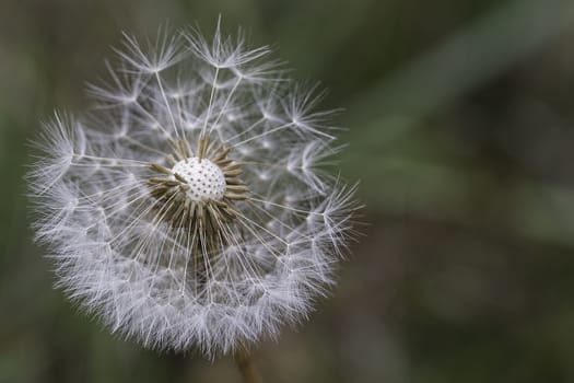 dandelion in nature with blurry background