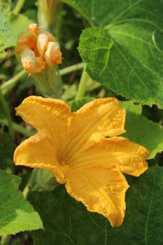 There are flowers of pumpkin.The flowers are blooming and furl.